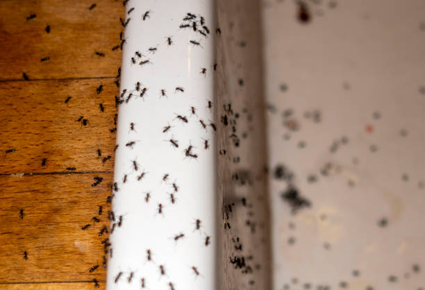 Best Exterminator Services  in Galesville, WI